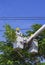 Two electricians in bucket crane truck cutting high tree branches for safety of electrical transmission system against blue sky