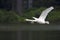 Two elegant mute swans flying at highspeed in a lake in the city Berlin Germany.