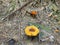 Two Elegant Polypore fungus on the ground