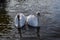 Two elegant swans in spring