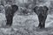 Two elephant bulls walking through bush artistic conversion