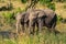 Two elephant drink from muddy water hole