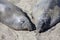 Two elephant seals at the californian coast