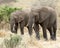 Two Elephant standing 3/4 view grazing