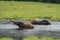 Two elephants bathing in the river Republic of the Congo