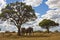 Two Elephants - Botswana