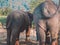 Two elephants with a caretaker stand outdoors in a safari park on a summer sunny day. Closeup photo. Back view