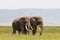 Two elephants communicate. Crater NgoroNgoro, Tanzania