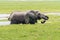 Two elephants drink water from a swamp in Amboseli National Park Kenya Africa