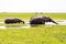 Two elephants drink water from a swamp in Amboseli National Park Kenya Africa