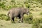 Two elephants eating bushes in Kenya, Africa.