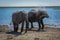 Two elephants getting dust bath beside river