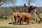 Two Elephants Graze on Acres of Land at a Zoo