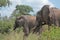 Two elephants grazing in Kruger National Park, South Africa.