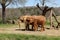 Two Elephants Grazing Outside on Acres of Land at a Zoo