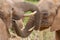Two Elephants greeting each other close up Samburu Kenya