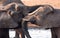 Two elephants greeting at waterhole