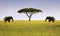 Two Elephants Isolated Acacia Tree African Savannah Serengeti Tanzania