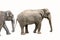 Two elephants isolted on white background