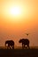 Two elephants and a kingfisher in silhouette against the sunset.