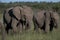 Two elephants, loxodonta africana , eating lush green grass