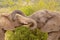 Two elephants  Loxodonta Africana embracing, Pilanesberg National Park, South Africa.