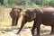 Two Elephants in Pinnawala orphanage Sri Lanka