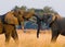 Two elephants playing with each other. Zambia. Lower Zambezi National Park.