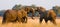 Two elephants playing with each other. Zambia. Lower Zambezi National Park.