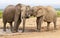 Two elephants showing some affection while at a water hole