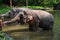 Two Elephants standing in a River submerge half of their body in water