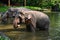 Two Elephants standing in a River submerge half of their body in water