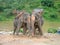 Two elephants stick front of a jungle river , Thailande