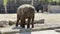 Two elephants walk in an enclosure at the zoo