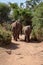 Two elephants walking away seen from behind