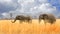 Two elephants walking through tall dried grass in Hwange National park with a cloudy sky backdrop