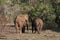 Two elephants walking toward the forest