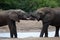 Two elephants wrap trunks together next to water hole