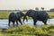 Two elephants wrestling in river at dusk