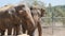 Two elephants at the zoo sprinkles sand itself. Beautiful elephant sprays sand from his trunk. Slow motion Close up