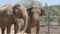 Two elephants at the zoo sprinkles sand itself. Beautiful elephant sprays sand from his trunk. Slow motion Close up