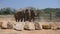 Two elephants at the zoo sprinkles sand itself. Beautiful elephant sprays sand from his trunk. Slow motion Close up