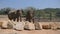 Two elephants at the zoo sprinkles sand itself. Beautiful elephant sprays sand from his trunk. Slow motion Close up