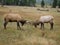 Two Elk Sparing with each other