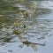 Two emperor dragonflies on the boating lake at southampton common