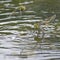 Two emperor dragonflies on the boating lake at southampton common