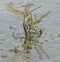 Two emperor dragonflies fighting on the boating lake at southampton common