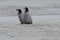 Two Emperor Penguin Chicks