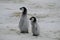 Two Emperor Penguin Chicks