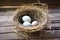 two empty bird nests, one filled with eggs